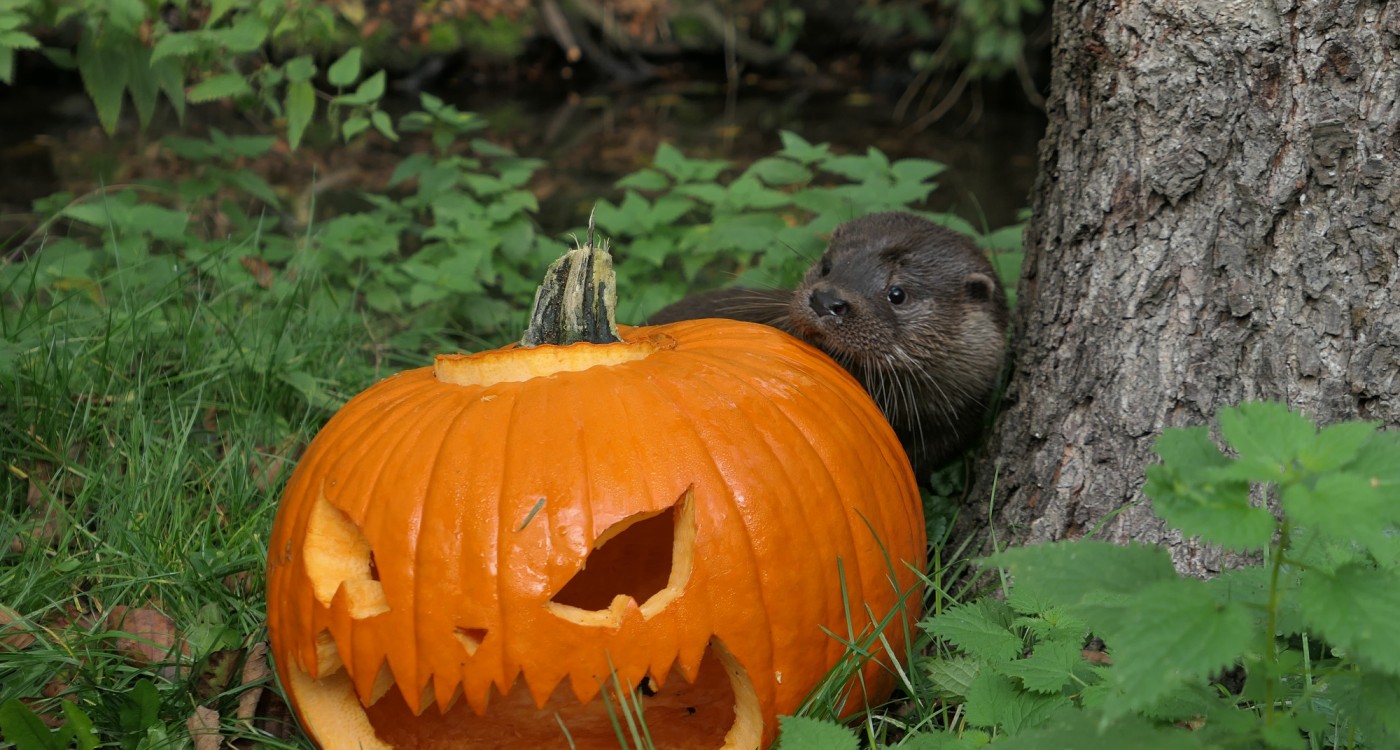 Poltergeister jagen im Otter-Zentrum: Drei Tage Halloween-Special in Hankensbüttel
