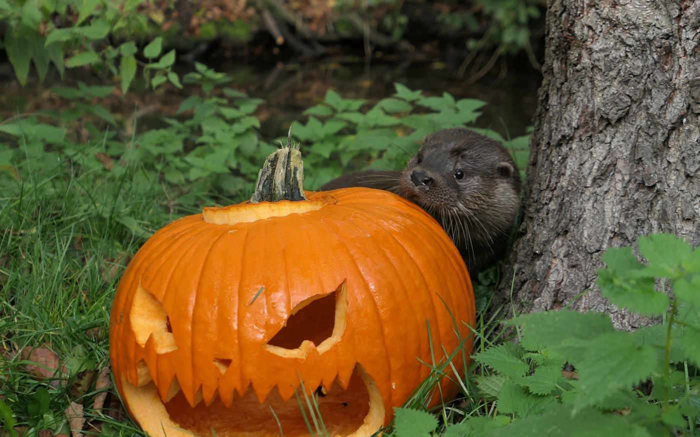 Poltergeister jagen im Otter-Zentrum: Drei Tage Halloween-Special in Hankensbüttel