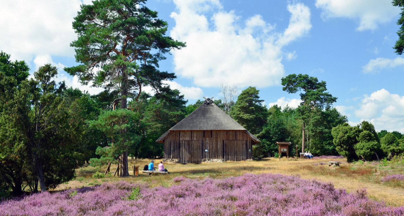 Regnerischer Sommer sorgt für gute Blüte: Die Heideflächen im Landkreis Gifhorn sind sommers einen Tagesausflug wert