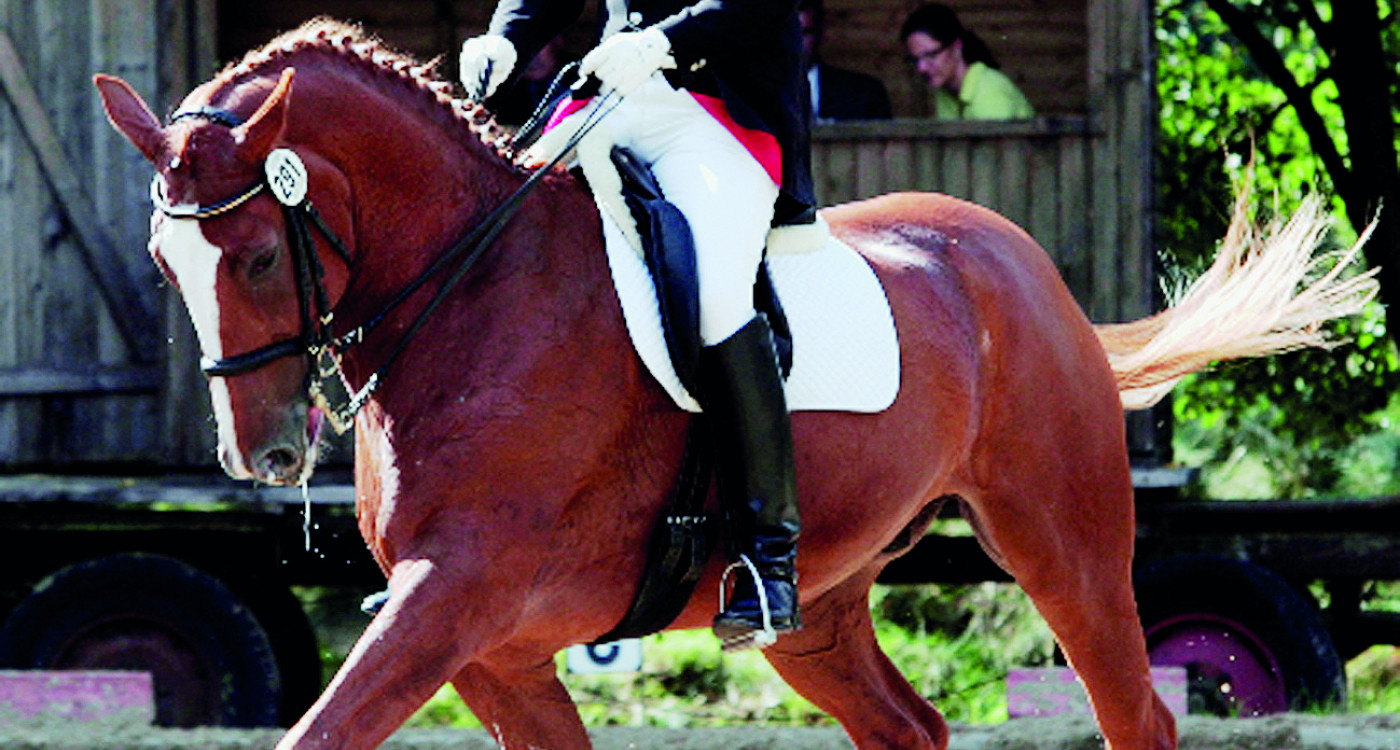 RFV Altendorf lädt zum Turnier im August: Dressur- und Springprüfungen bis hin zur Klasse M* finden an zwei Tagen statt