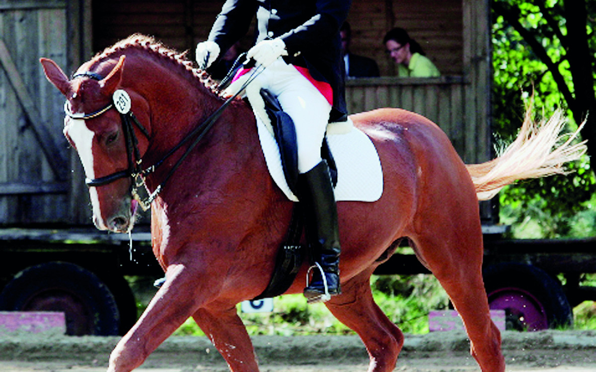 RFV Altendorf lädt zum Turnier im August: Dressur- und Springprüfungen bis hin zur Klasse M* finden an zwei Tagen statt