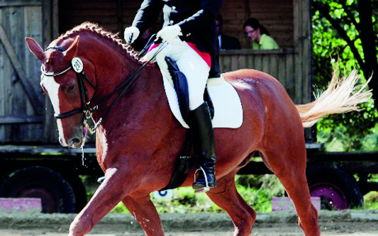 RFV Altendorf lädt zum Turnier im August: Dressur- und Springprüfungen bis hin zur Klasse M* finden an zwei Tagen statt