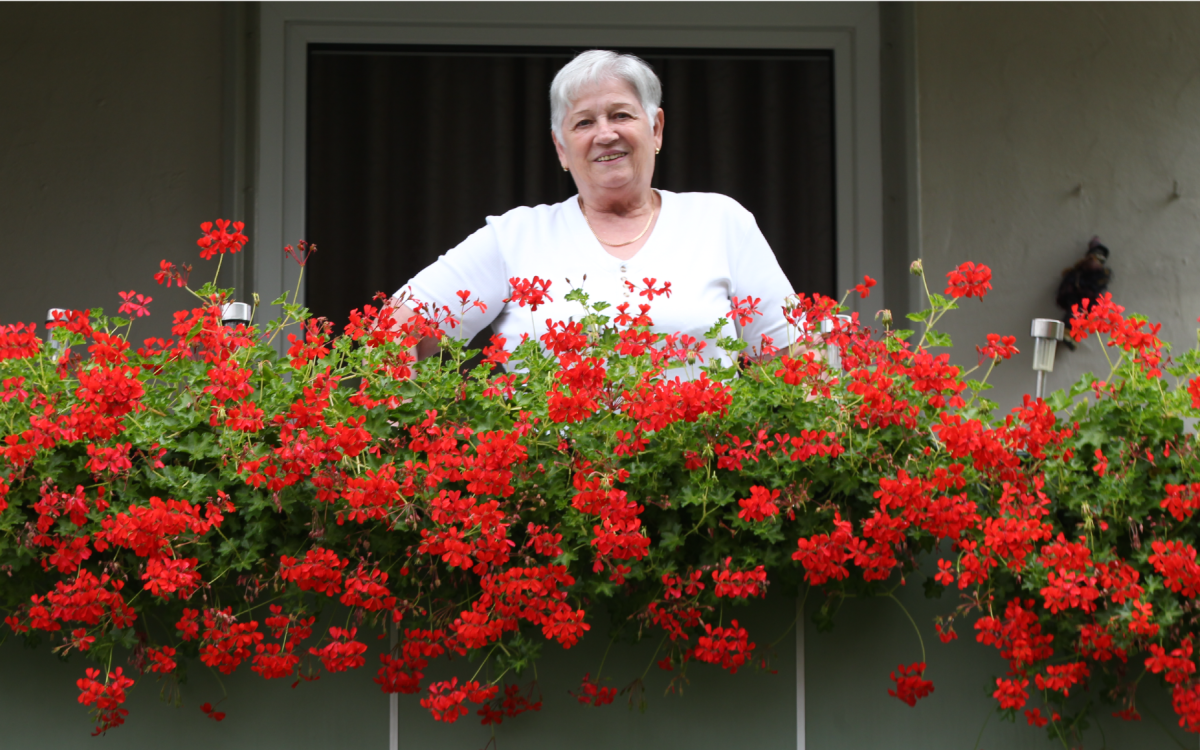 Rote Geranien verzücken die Nachbarschaft - Anna Schell hat ihre Blumenliebe mit nach Gifhorn gebracht