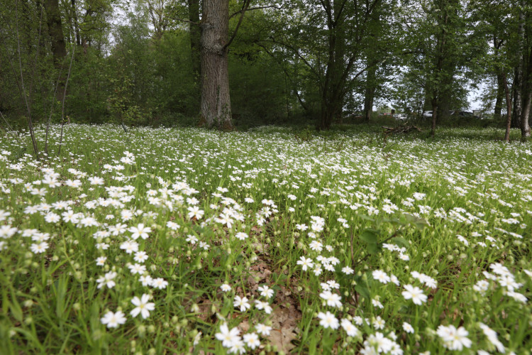 Seelenfrieden und Einkehr in der Natur: Der Ruhewald Ribbesbüttel ermöglicht konfessionslos alternative Bestattungsformen