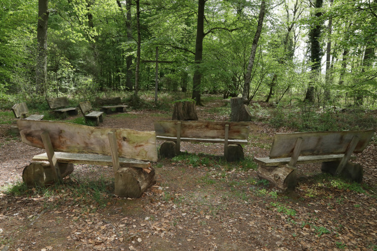 Seelenfrieden und Einkehr in der Natur: Der Ruhewald Ribbesbüttel ermöglicht konfessionslos alternative Bestattungsformen