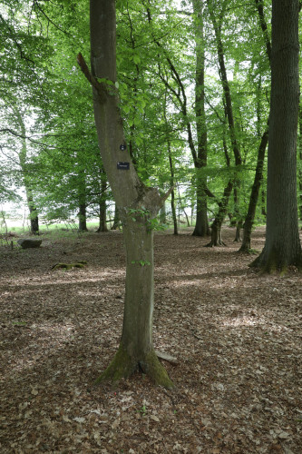 Seelenfrieden und Einkehr in der Natur: Der Ruhewald Ribbesbüttel ermöglicht konfessionslos alternative Bestattungsformen
