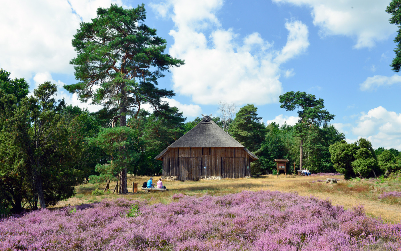 So schön blüht unsere Heide nur einmal im Jahr: Ab dem 10. August starten die Heideführungen in Betzhorn