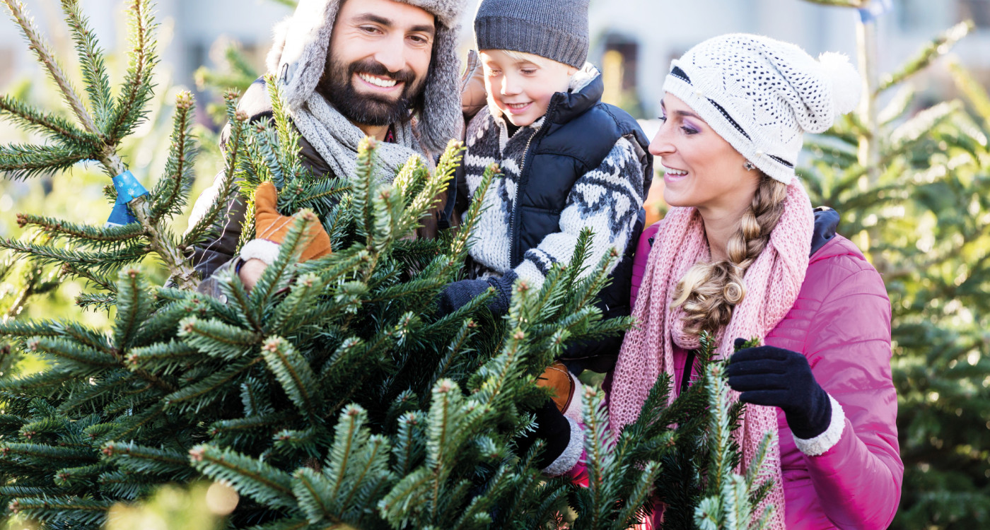 Tolle Tannen - KURT verrät, wo Ihr die schönsten und grünsten Christbäume herbekommt