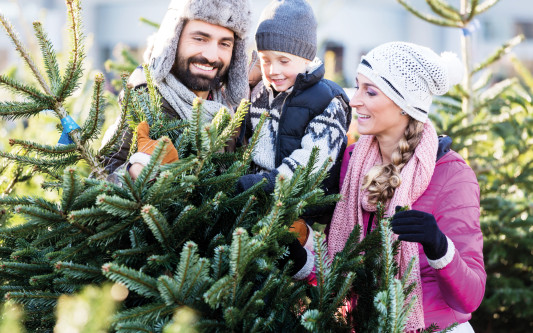 Tolle Tannen - KURT verrät, wo Ihr die schönsten und grünsten Christbäume herbekommt