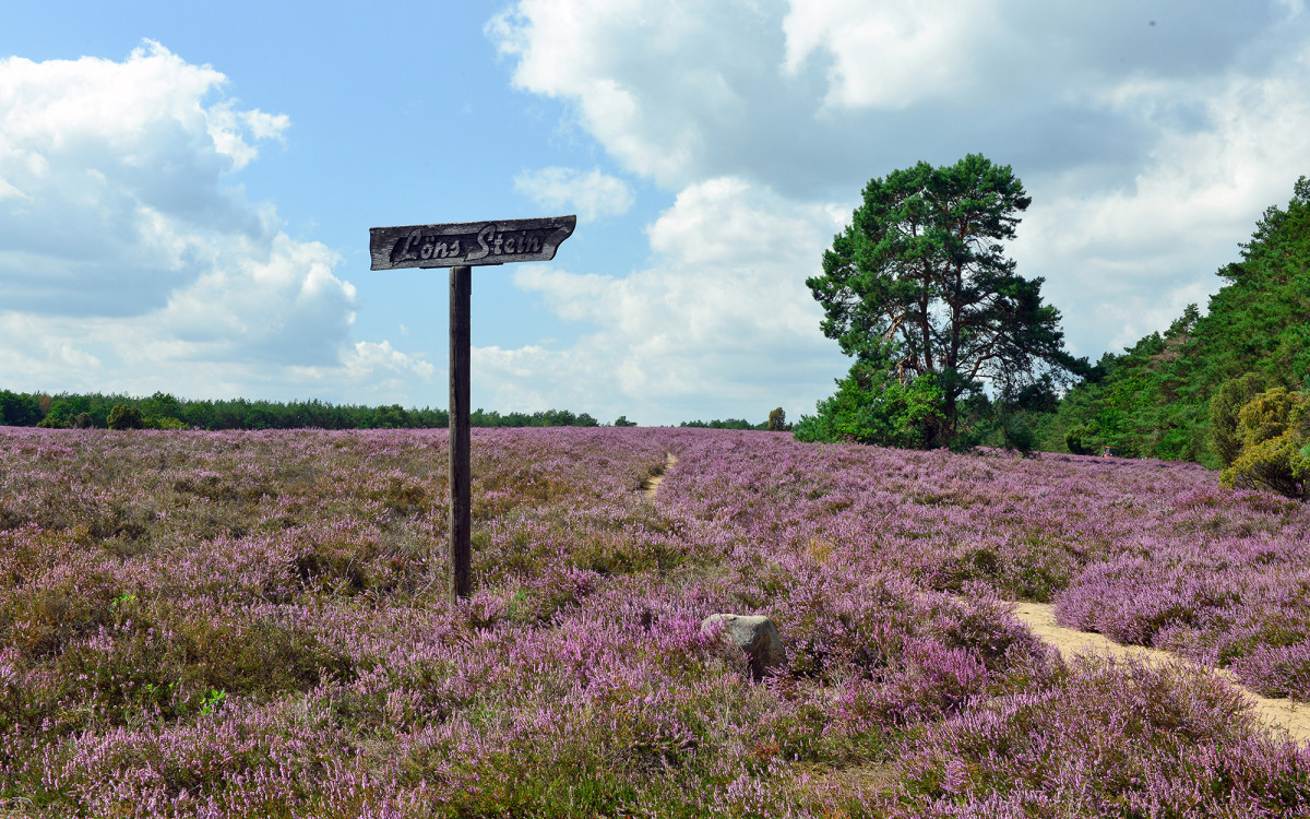 Unsere Heide weckt Kindheitserinnerungen: Nostalgische Gefühle kommen bei den Führungen durch die Wahrenholzer Natur auf