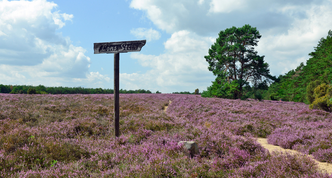 Unsere Heide weckt Kindheitserinnerungen: Nostalgische Gefühle kommen bei den Führungen durch die Wahrenholzer Natur auf