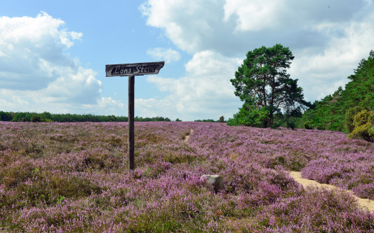 Unsere Heide weckt Kindheitserinnerungen: Nostalgische Gefühle kommen bei den Führungen durch die Wahrenholzer Natur auf