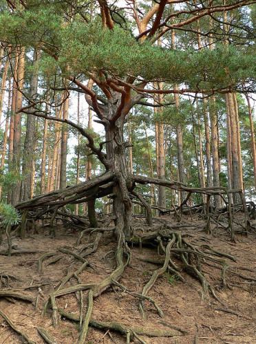 Urlaub in Gifhorn: So erlebt Ihr unsere Stadt im Sommer - KURT-Praktikant Hauke Wiedenroth schlägt Euch 12 Freizeitaktivitäten vor