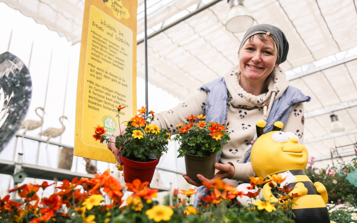 Von Bienchen, Blümchen und bunten Blüten - Mit diesen Tipps ist der Sieg beim Gifhorner Balkon-Wettbewerb zum Greifen nah