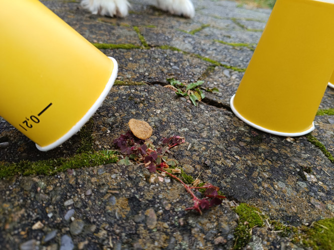 Wer meistert die Tricks am besten? KURT-Praktikantin Lara Emily Strauss und ihr Nachbar Finn testen ihre Hunde