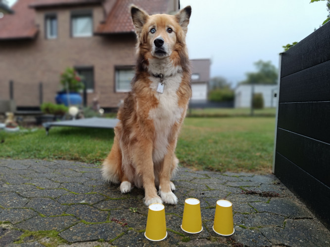 Wer meistert die Tricks am besten? KURT-Praktikantin Lara Emily Strauss und ihr Nachbar Finn testen ihre Hunde