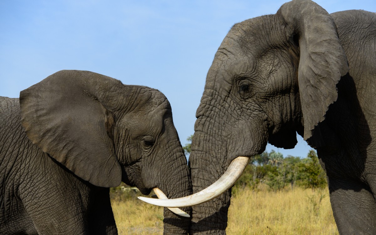 Wildnis, Weite und wundes Herz: Kai-Uwe Küchler berichtet am 16. November im Gifhorner Rathaus über Namibia und Botswana