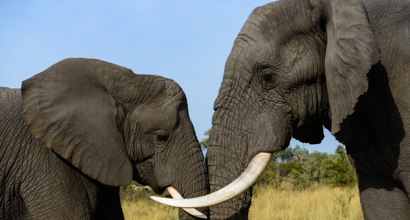 Wildnis, Weite und wundes Herz: Kai-Uwe Küchler berichtet am 16. November im Gifhorner Rathaus über Namibia und Botswana