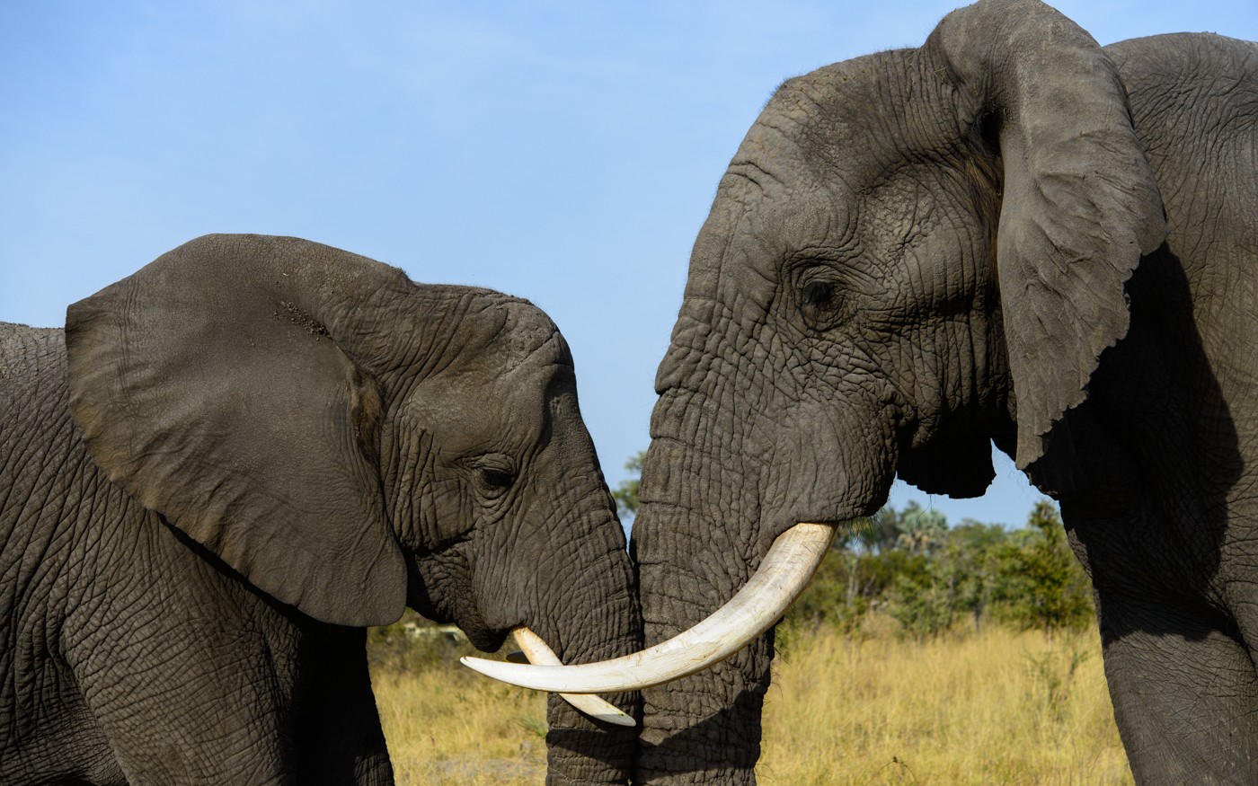 Wildnis, Weite und wundes Herz: Kai-Uwe Küchler berichtet am 16. November im Gifhorner Rathaus über Namibia und Botswana