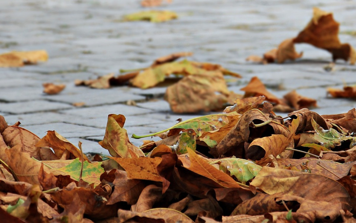 Wohin mit all dem Herbstlaub? Gifhorns Straßenreinigung klärt auf