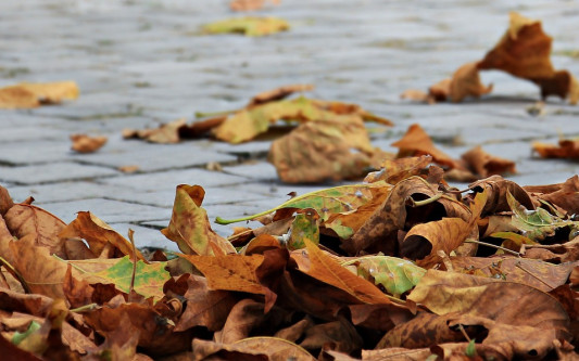 Wohin mit all dem Herbstlaub? Gifhorns Straßenreinigung klärt auf